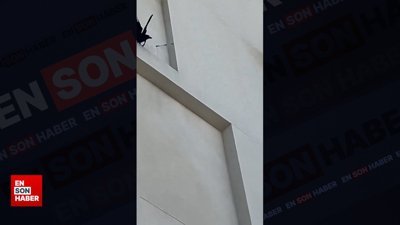 Kuşlar konmasın diye konulan dikenli tahtaları yere atan karga