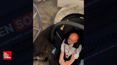 İlk kez köpek gören bebeğin şaşkınlığı kamerada