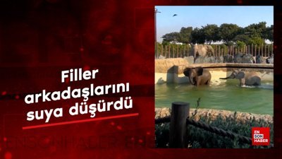 Filler arkadaşlarını suya düşürdü