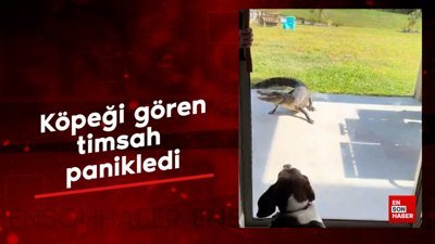 Köpeği gören timsah panikledi