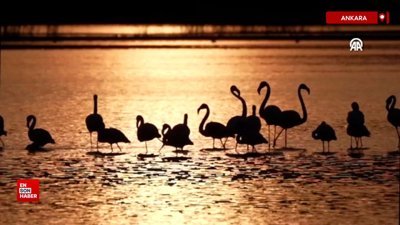 Ankara'ya ilkbahar aylarında gelen göçmen kuşlar