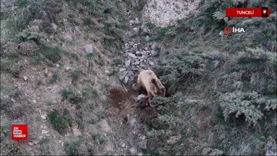 Tunceli'de keçileri telef eden ayılar, leşleri gömerken kameraya yakalandı