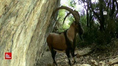 Akdeniz ve Ege'deki yaban hayatı fotokapanlarla görüntülendi