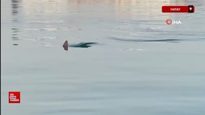 Köpek balığını görüntüleyen amatör balıkçının yaşadığı heyecan