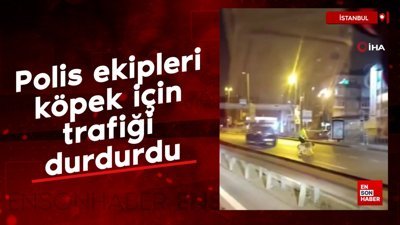 Polis ekipleri yolun karşısına geçmeye çalışan köpek için trafiği durdurdu