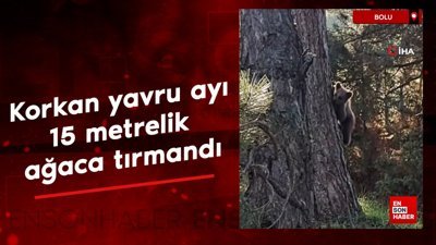 Bolu'da insanlardan korkan yavru ayı 15 metrelik ağaca tırmandı