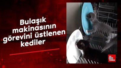 Bulaşık makinasının görevini üstlenen kediler