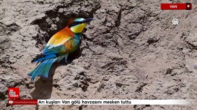 Arı kuşları Van gölü havzasını mesken tuttu