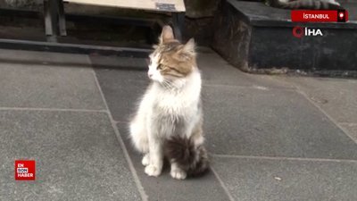 Esenler'de caddeden geçenlere saldıran kedi izleyenleri güldürdü