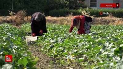 Hatay'da salatalık hasadı başladı: Tarla fiyatı 30 TL'den alıcı buluyor