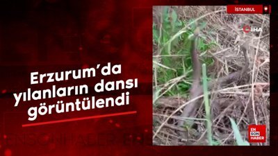 Erzurum'da yılanların dansı görüntülendi