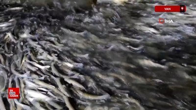 İnci kefalinin muhteşem gece yolculuğu başladı