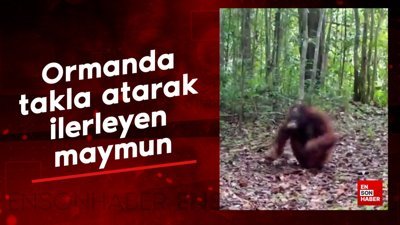 Ormanda takla atarak ilerleyen maymun