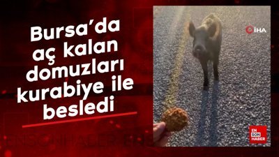 Bursa'da aç kalan domuzları kurabiye ile besledi