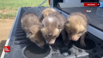 Erzurum’da tilki yavruları koruma altında