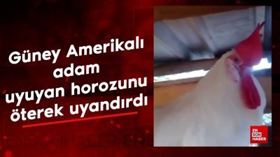 Güney Amerikalı adam uyuyan horozunu öterek uyandırdı