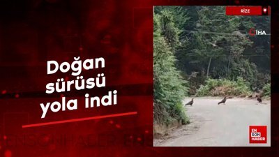 Rize'de doğan sürüsü yola indi