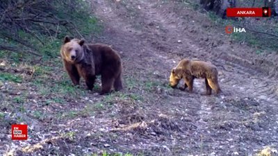 Anne ayı ve yavrusu fotokapana yakalandı