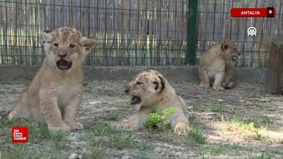 Antalya'da dünyaya gelen üç aslan yavrusuna Galatasaraylı oyuncu adları önerdiler