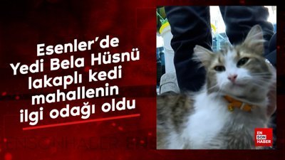 Yedi Bela Hüsnü lakaplı kedi mahallenin ilgi odağı oldu
