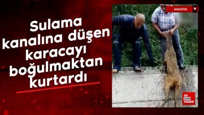 Amasya'da sulama kanalına düşen karacayı boğulmaktan kurtardı