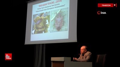 Karadeniz'de kahverengi kokarca alarmı: 3 yıl içinde fındık tarımı bitebilir