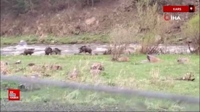 Kars-Göle yolunda domuz sürüsü görüntülendi