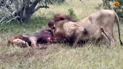Afrika'da aslanlar, düşman erkek aslanı yedi
