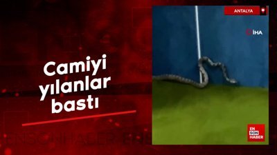 Antalya'da camiyi yılanlar bastı