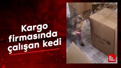 Kargo firmasında çalışan kedi