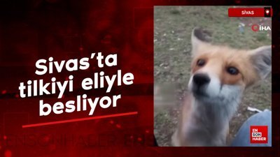 Sivas'ta tilkiyi eliyle besliyor