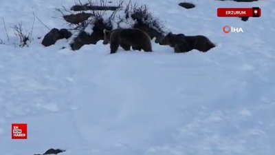 Erzurum'da boz ayıların kar eğlencesi