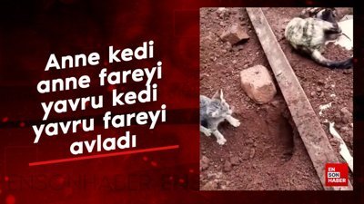 Yavrusuna avlanmayı öğreten anne kedi