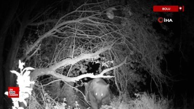 Bolu'da ayının peşine düştü, yuvasında görüntüledi