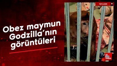 Obez maymun Godzilla'nın görüntüleri