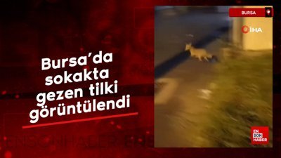 Bursa'da sokakta gezen tilki görüntülendi