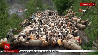 Trabzon'da yaylalara zorlu göç yolculuğu başladı