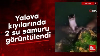 Yalova kıyılarında 2 su samuru görüntülendi