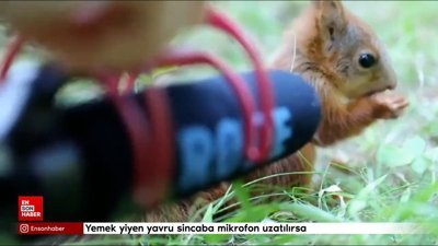 Yemek yiyen yavru sincaba mikrofon uzatılırsa