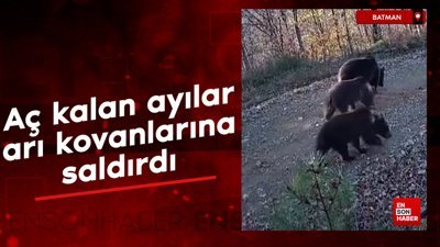 Batman’da aç kalan ayılar arı kovanlarına saldırdı