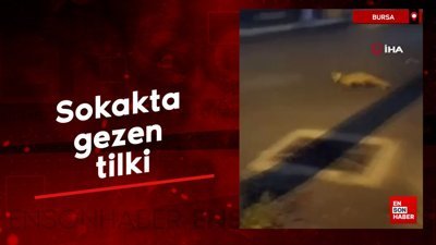 Bursa'da sokakta gezen tilki görüntülendi