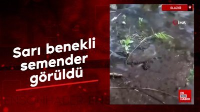 Elazığ'da 'sarı benekli semender' görüldü