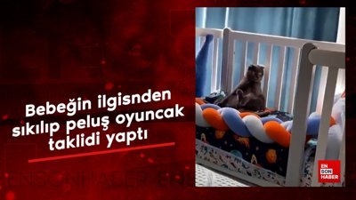 Peluş oyuncak taklidi yapan kedi