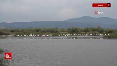 Aydın'da flamingolardan görsel şölen