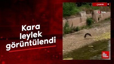 Çankırı'da kara leylek görüntülendi