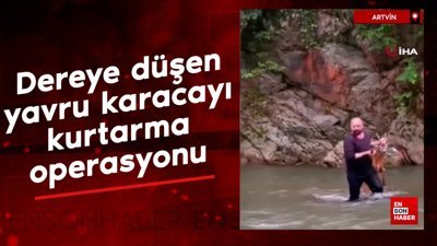 Artvin’de dereye düşen yavru karacayı kurtarma operasyonu