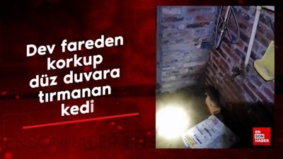 Dev fareden korkup düz duvara tırmanan kedi