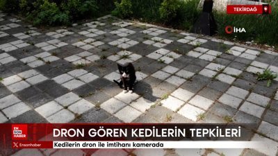Dron gören kedilerin tepkileri kamerada