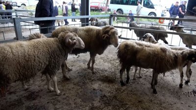 Balıkesir'in kurbanlıkları en çok İstanbul'dan alıcı buluyor