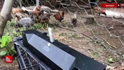 Klasik müzik dinleterek yumurta verimini 4’e katladı